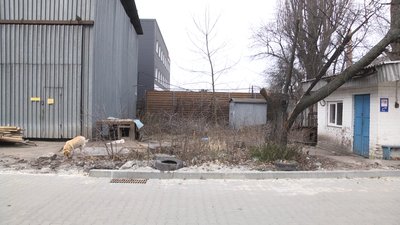 Житомирянин утримує 27 собак: є нарікання, що тварини голодують і нестерилізовані