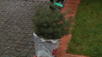 У Житомирі розповіли, скільки перед святами коштуватимуть ялинки та сосни У Житомирі розповіли, скільки перед святами коштуватимуть ялинки та сосни