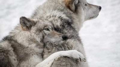 На Хмельниччині збільшилась кількість вовків