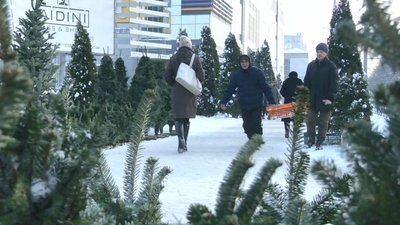 ялинки ялинки