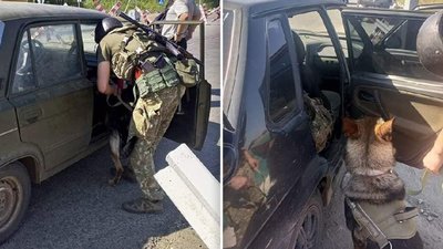 "Ніщо не може їх відволікти від пошуку зброї чи вибухівки": як працюють службові собаки бригади "Червона калина"