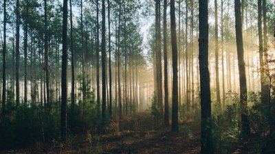 За кілька десятиліть світ зміг відновити ліси розміром з Францію