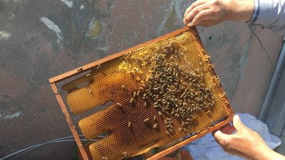 Вулики на даху багатоповерхівки у Луцьку: історія бджолярства