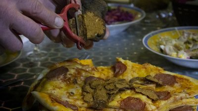 Кілограм — 30 тисяч гривень. У Чернівецькій області чоловік вирощує білі та чорні трюфелі Кілограм — 30 тисяч гривень. У Чернівецькій області чоловік вирощує білі та чорні трюфелі