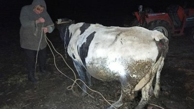 На Рівненщині рятувальники звільнили з цегляної пастки корову На Рівненщині рятувальники звільнили з цегляної пастки корову