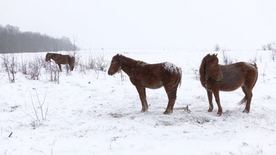 У морози і заметіль, без сіна і води. Прикарпатець вигнав коней жити у поле У морози і заметіль, без сіна і води. Прикарпатець вигнав коней жити у поле