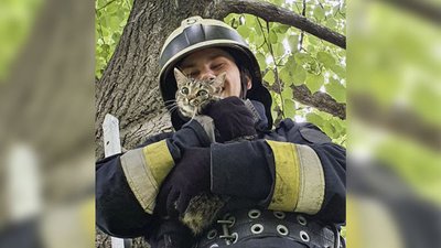 Довелося викликати рятувальників, – кіт провів на дереві у Дніпрі більше як добу