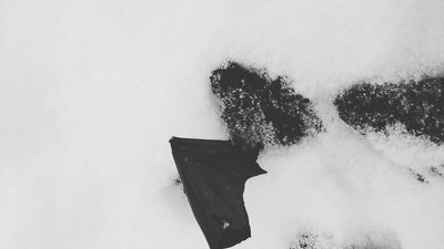 В Івано-Франківську на мороз викинули кажанів, які занесені до Червоної книги України В Івано-Франківську на мороз викинули кажанів, які занесені до Червоної книги України