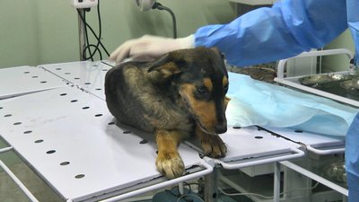 Отримала поранення на передовій: собака на прізвисько Ніка проходить курс реабілітації Отримала поранення на передовій: собака на прізвисько Ніка проходить курс реабілітації