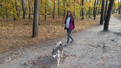 У Черкасах хаскі з Донеччини шукає родину У Черкасах хаскі з Донеччини шукає родину