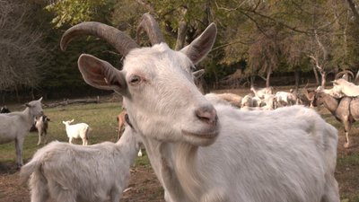 Коза позує перед камерою