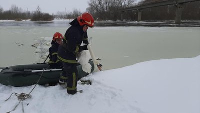 На Львівщині врятували 15 лебедів, які примерзли у річці
