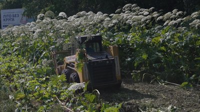 Узбіччя доріг на Тернопільщині очищують від борщівника, 30 червня 2026 року
