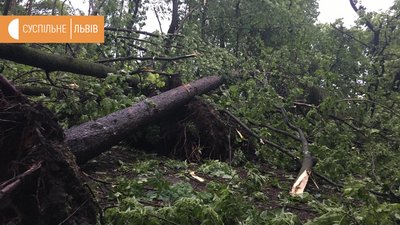 Гроза у Львові: повалені дерева та затоплені вулиці