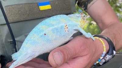 Під Харковом українські військові врятували плазунів, які 80 днів були під окупацією РФ
