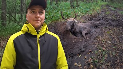 Лося, який застряг в трясовині та не міг вибратися, врятували на Рівненщині