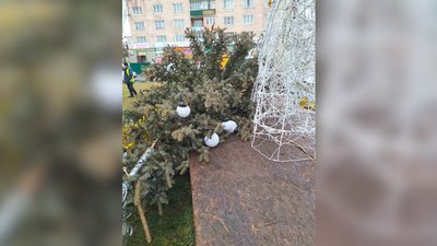 На Рівненщині від сильного вітру впала головна ялинка На Рівненщині від сильного вітру впала головна ялинка