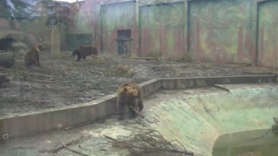 Ведмеді Луцького зоопарку не впадали у зимову сплячку Ведмеді Луцького зоопарку не впадали у зимову сплячку