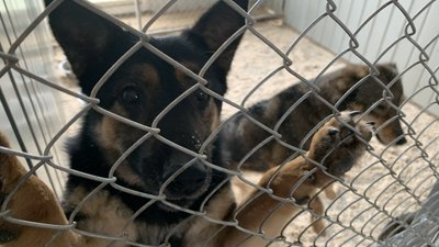 На станції вторсировини в Ужгороді проводять благодійну акцію для "Барбосу"
