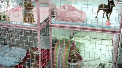 Запоріжцям пропонують створити в місті готель для тварин