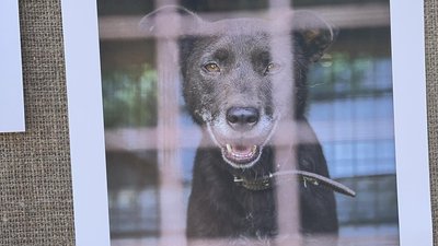 У Рівному проходить фотовиставка безпритульних тварин