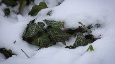 Херсон, погода, природа, зима