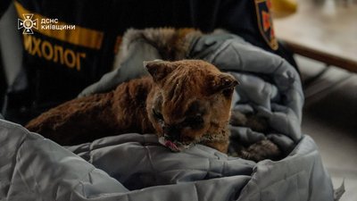 Врятований кіт Вишневе