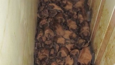 1700 кажанів в помешканні львів’ян