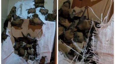 Колонія вечірниць дозірних, червонокнижних кажанів Колонія вечірниць дозірних, червонокнижних кажанів