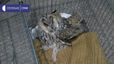 Сумські медики врятували совеня зі зламаним крилом Сумські медики врятували совеня зі зламаним крилом