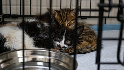 В Одесі медики розповіли про стан кошенят, яких морили голодом В Одесі медики розповіли про стан кошенят, яких морили голодом