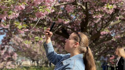У Дніпрі розквітла алея сакур – фоторепортаж