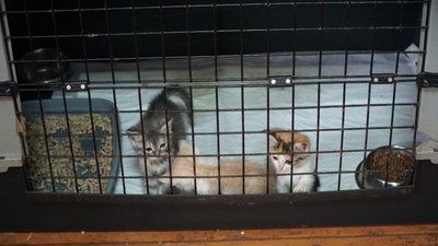 49 котів та три собаки: у Дніпрі волонтерка створила мініпритулок для тварин 49 котів та три собаки: у Дніпрі волонтерка створила мініпритулок для тварин
