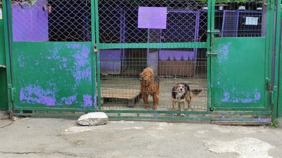 «Ми їх виловлюємо і відвозимо на стерилізацію»: у Полтаві стерилізують близько 1300 безпритульних тварин