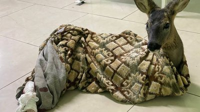 У Запорізькому районі врятували косулю