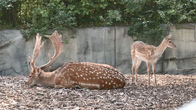 У зоопарку поповнення У зоопарку поповнення