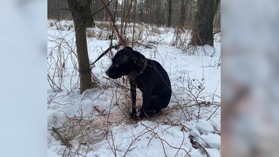Жорстоке поводження з тваринами, Коростень, Житомирська область