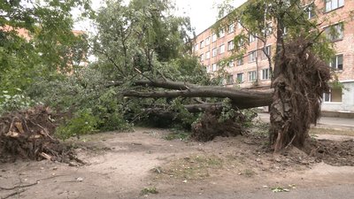 У Рівному через негоду біля одного з будинків поламало п'ять дерев