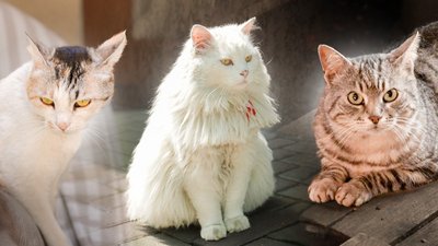 Коти Нового ринку Одеси
