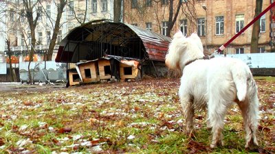Вінничанка шукає чоловіка, який врятував її собаку