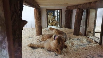 Левенята з харківського екопарку переїхали до Молдови Левенята з харківського екопарку переїхали до Молдови