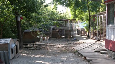 У притулку "Щасливий пес" живуть 235 бездомних собак і 15 котів У притулку "Щасливий пес" живуть 235 бездомних собак і 15 котів
