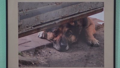 "Собака друг людини": в Одесі представили фотовиставку, присвячену собакам