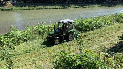 Борщівник скошують в Ужгороді: чому почали в середині червня