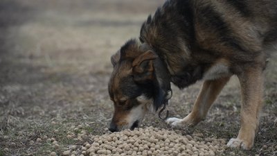 "Тварини — це святе": як волонтерка Олена Литовченко займається евакуацією тварин з Великої Писарівки на Сумщині
