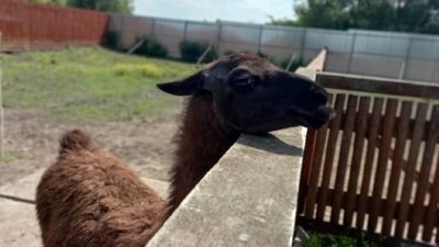Зоопарк на Львівщині, куди раніше евакуювали тварин із зон бойових дій, потребує допомоги
