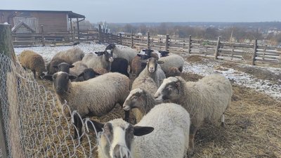 Не надали допомогу через ракетну атаку. Власниці ферми під Дніпром відмовили у компенсації Не надали допомогу через ракетну атаку. Власниці ферми під Дніпром відмовили у компенсації