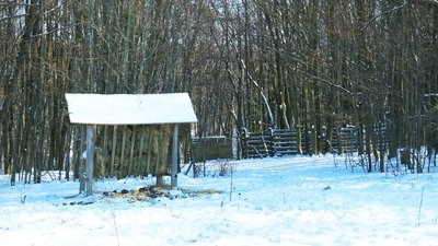 Підгодовують та охороняють від браконьєрів: на Вінниччині найбільша в Україні популяція зубра європейського Підгодовують та охороняють від браконьєрів: на Вінниччині найбільша в Україні популяція зубра європейського