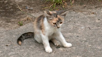 Сказ у Луцьку, щеплення котів і собак проти сказу