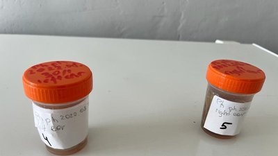 Масова гибель дельфінів на Одещині: прокуратура відкрила кримінальне провадження Масова гибель дельфінів на Одещині: прокуратура відкрила кримінальне провадження
